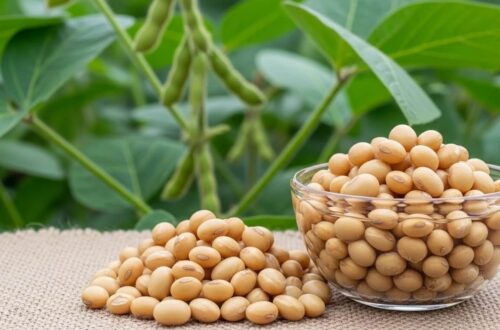 What Is Tofu Made From